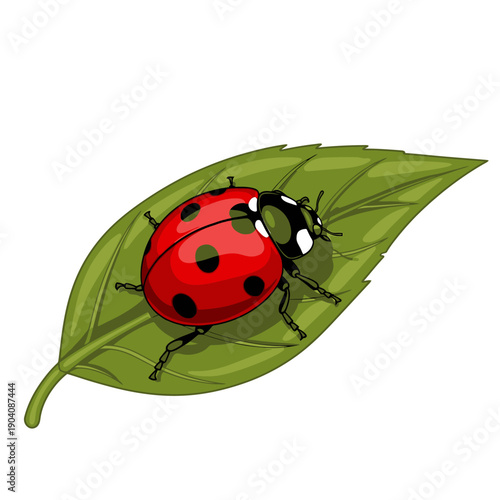 Ladybug on Green Leaf Illustration.