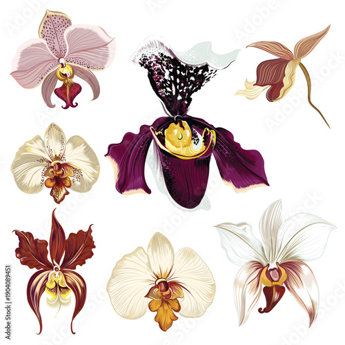 Set of vector hand drawn realistic orchid flowers isolated on white