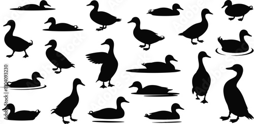 Duck silhouettes collection, swimming standing and walking waterfowl poses, black bird shapes, minimalist wildlife nature icons set, isolated on white background