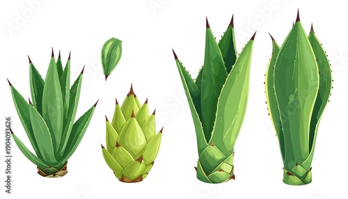 Collection of Agave Plants and Buds Isolated on White Background.