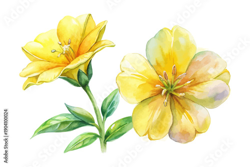 Obraz na plátně Yellow Evening Primrose Watercolor Flower, Herbal Botanical Illustration Isolate