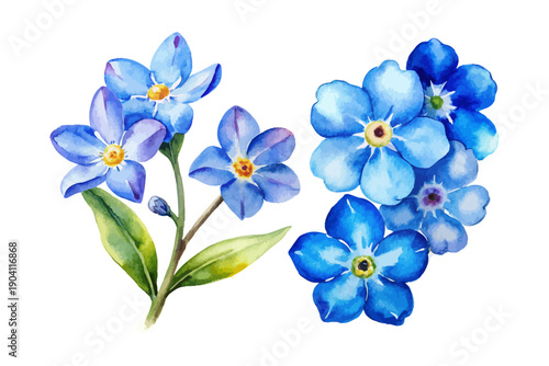 Blue Forget me not Watercolor Flower, Delicate Botanical Clipart Illustration Isolated on White