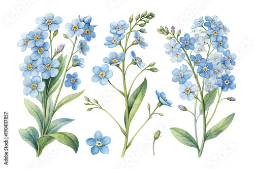 Watercolor Forget me not Flower Illustration, Blue Floral Clipart, isolated on white background