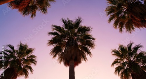 Low-angle view of palm trees against a pastel sunset sky