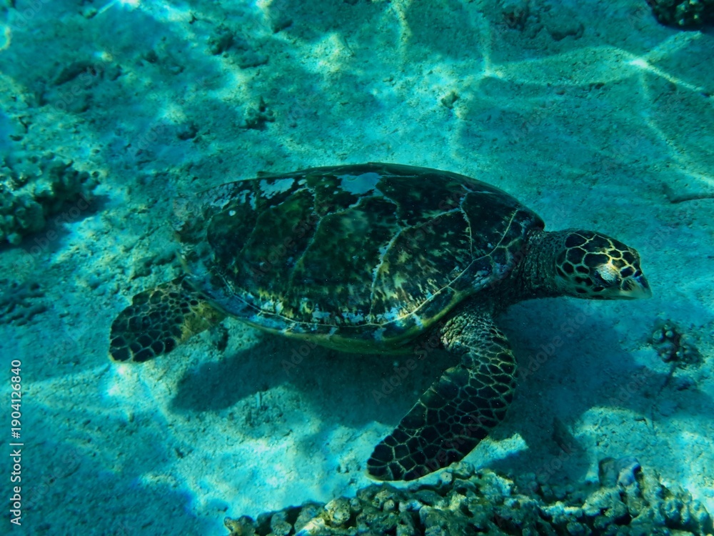 Obraz premium Thoddoo, Maldivas