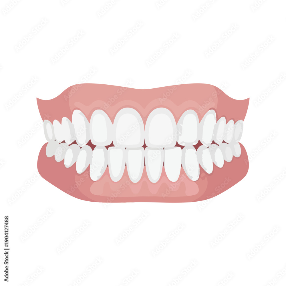 Obraz premium Healthy Human Teeth and Gums Vector Illustration Dental Anatomy