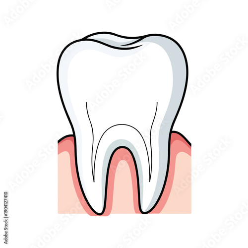 Healthy Human Tooth Structure Dental Anatomy Vector Illustration