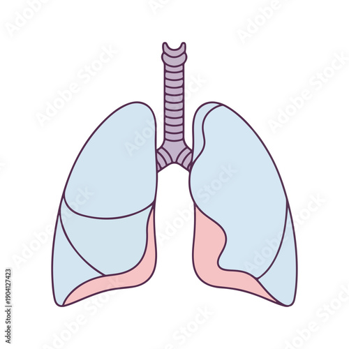 Human Lungs Respiratory System Anatomy Illustration Health Science