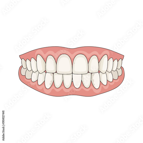 Human Teeth Gums Anatomical Diagram Medical Vector Illustration