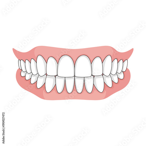 Healthy white teeth and gums dental anatomy vector illustration