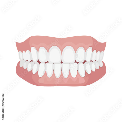 Healthy Human Teeth and Gums Vector Illustration Dental Anatomy