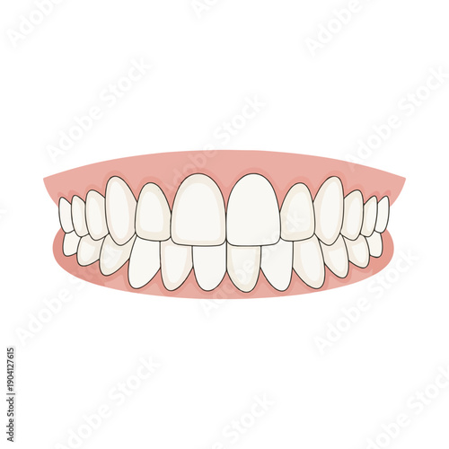 Healthy Human Teeth Dental Arch Illustration Oral Hygiene