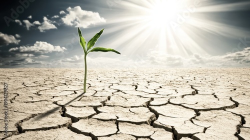 A single tenacious green plant sprouts from cracked dry earth under bright sunlight and dramatic clouds