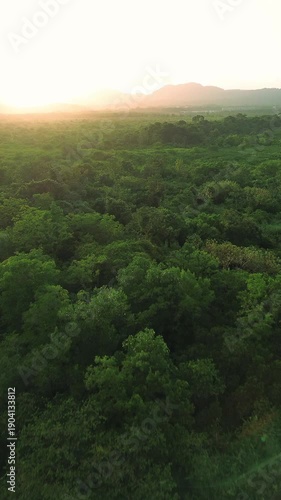 A lush green forest with a mountain in the background