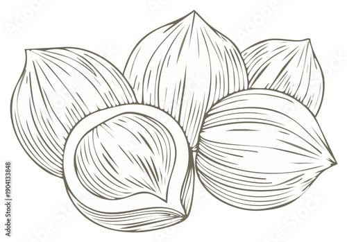 Line art illustration of a group of whole and halved hazelnuts with detailed shading