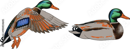 Mallard duck illustration set showing flying and resting poses isolated on white background, detailed wildlife bird vector artwork