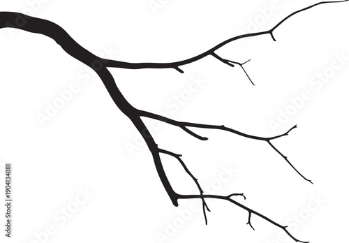 Leafless tree branch with thin twigs silhouette