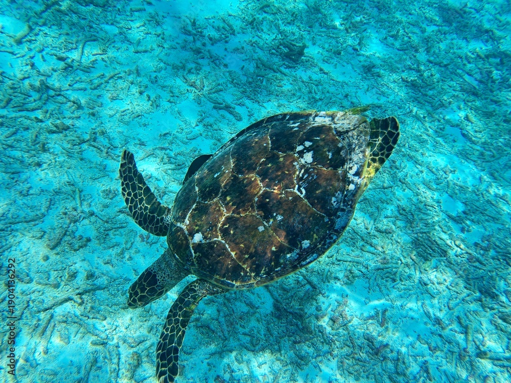 Obraz premium Thoddoo, Maldivas