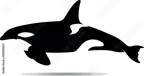 Killer Whale Silhouette Isolated Ocean Marine Animal Black and White Vector