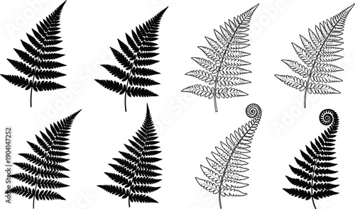 WebBlack vector silhouette set of fern leaves for concepts of nature botanical gardens forest plants tropical greenery and organic branding