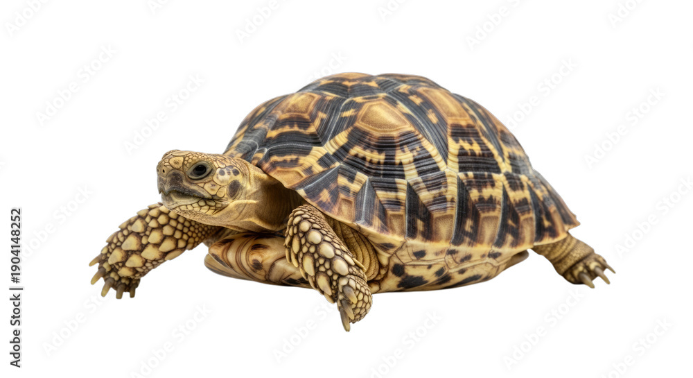 Fototapeta premium Star-patterned tortoise with brown and black shell and limbs isolated on a transparent background