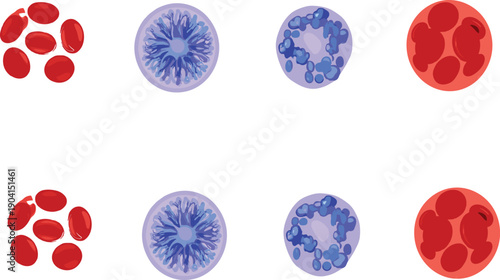 Cartoon blood cells microscopic view red and white cell biology science vector illustration set
