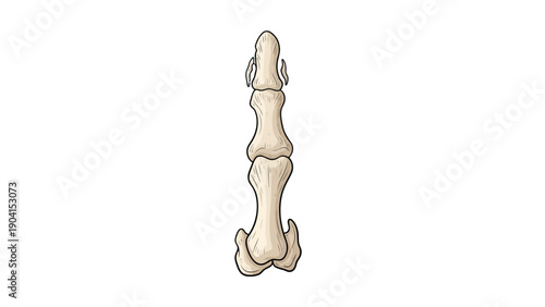 Illustration of three articulated bones resembling a digit or paw segment