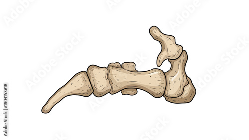 Side view illustration of a sequence of articulated foot bones
