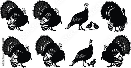 Black silhouettes of wild turkey set with tom turkeys displaying feathers and hen with chicks, isolated vector illustration for farm and thanksgiving nature design,