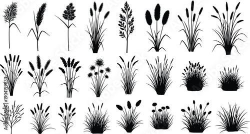 Large set of black wild grass and reed silhouettes including cattails and meadow plants isolated on white background for nature landscape design elements,