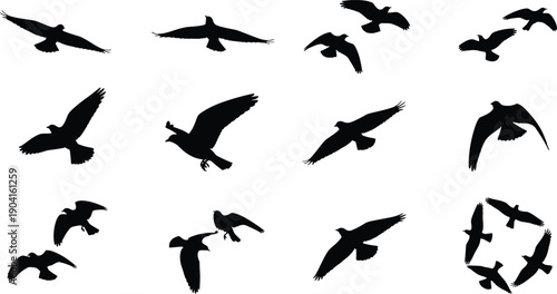 Set of black flying bird silhouettes in various soaring and gliding poses isolated on white background for wildlife nature landscape design elements,