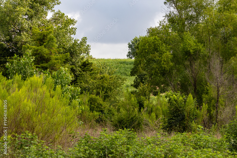 Obraz premium trees in the field