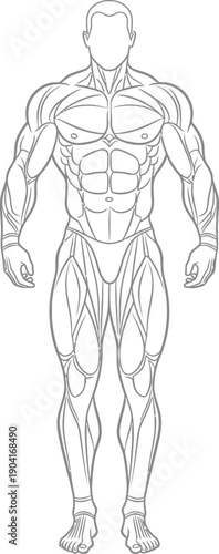 Muscular Male Body Anatomy Illustration