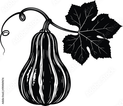 Hanging Gourd on Vine Botanical Silhouette Vector