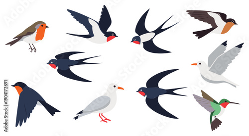 Diverse illustrations of birds captured in mid-flight with unique coloration and patterns