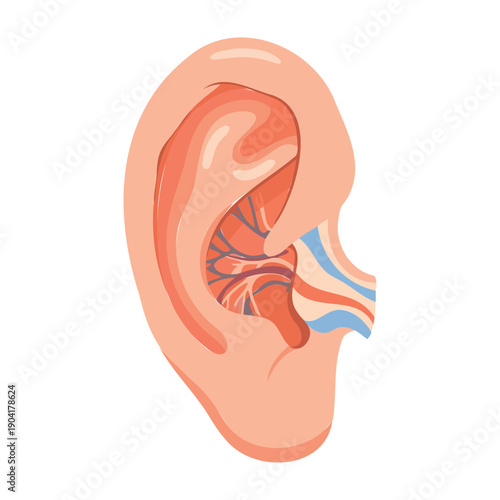 Anatomical diagram of the human ear highlighting internal structures