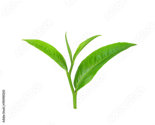 Green tea leaf isolated on white background