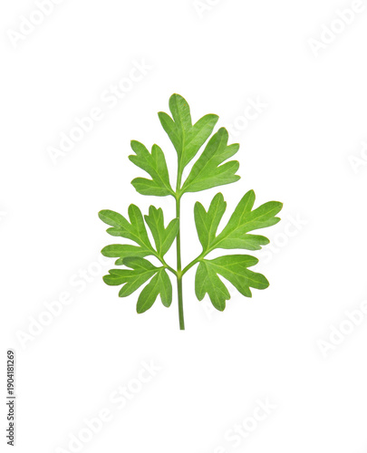 parsley isolated on white background.
