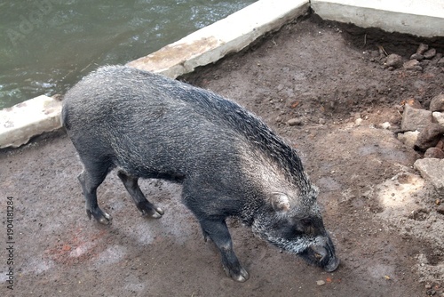 The bearded pig Sus barbatus is a type of wild pig found in the Malay Peninsula, Sumatra, Kalimantan, and the Sulu Archipelago.