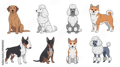 Illustration of several different dog breeds such as a labrador, poodle, and shiba inu in various standing and sitting positions.