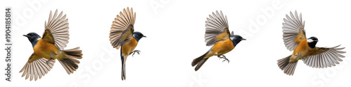 Schilderij op canvas Sequence of a small orange and black songbird in various flight poses and wing s