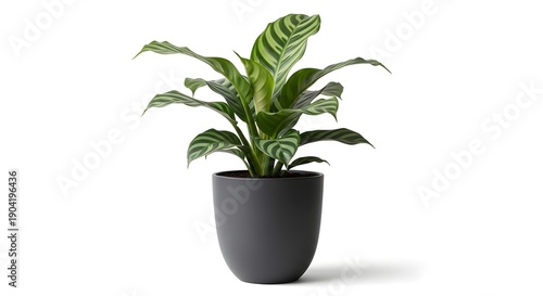 A potted plant with large green leaves in a dark gray planter on a white background