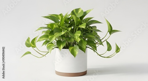 A potted green plant with long leaves in a white ceramic pot on a plain background