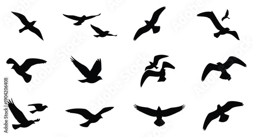 Collection of diverse bird silhouettes captured in various dynamic flight poses