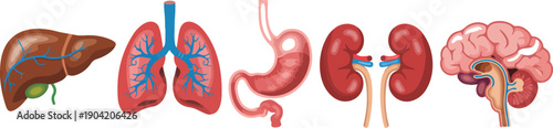 Human Internal Organs Anatomical Vector Illustration Set Including Brain, Lungs, Liver, Heart, and Kidneys