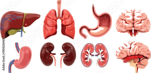 Human Internal Organs Anatomical Vector Illustration Set Including Brain, Lungs, Liver, Heart, and Kidneys