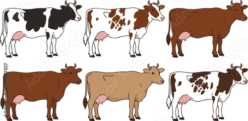 Set of Domestic Dairy Cow Breeds in Different Colors Vector Illustration Including Holstein, Friesian, Jersey, and Brown Swiss