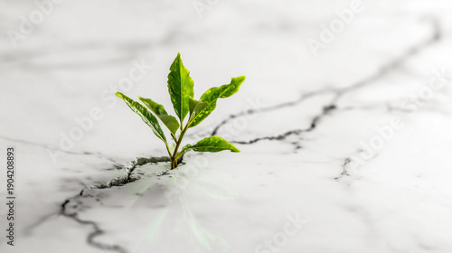 Symbol of Life Growing Through Adversity and a Sustainable Future
