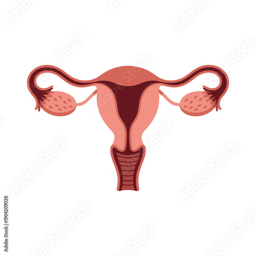 Anatomical illustration of a female reproductive system with uterus and ovaries