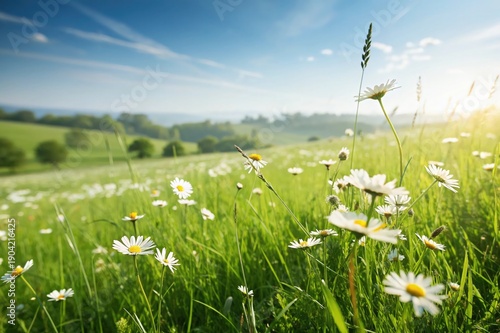 A field of white flowers with a bright blue sky in the background
